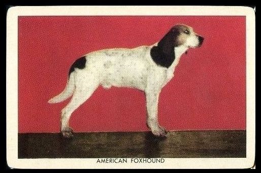 50QSPD 1950 Quaker Oats Sgt Preston Dog Cards American Foxhound